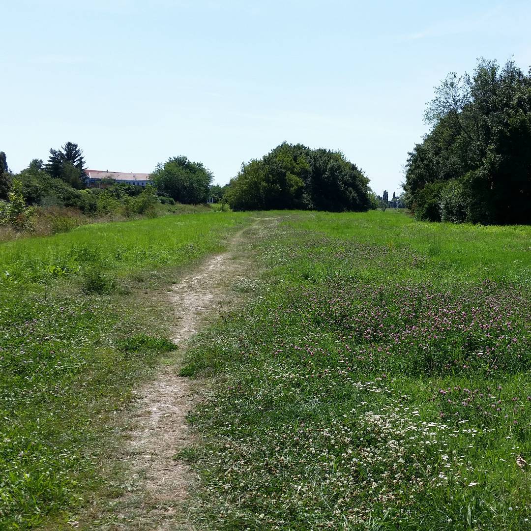 Discover new paths #strava #runnerdrun
