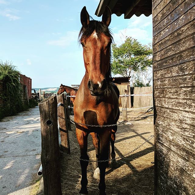 What's up? #horse #ridding #riddinghorse