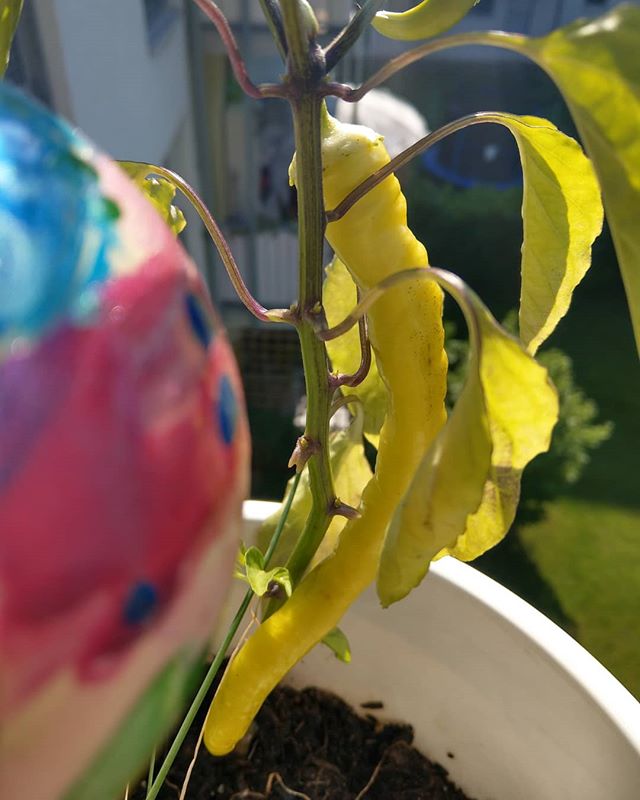 News aus Balkonien #balkongarten #balkon #bio #instafood #green