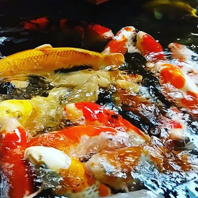 Wie eine Konferenz unserer Politik Elite… #blablabla #austria #austrianinstagram #fisch #koi #allyoucaneat #austrianblogger #austrianbloggers