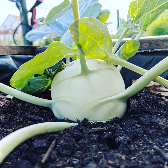 Live aus dem #hochbeet #veggie #gemüse #green #garten #gartenliebe