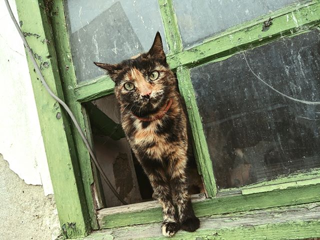 miau! #morecatpics #catcontent #catsofinstagram #austrianinstagram #austrianbloggers #katzenleben