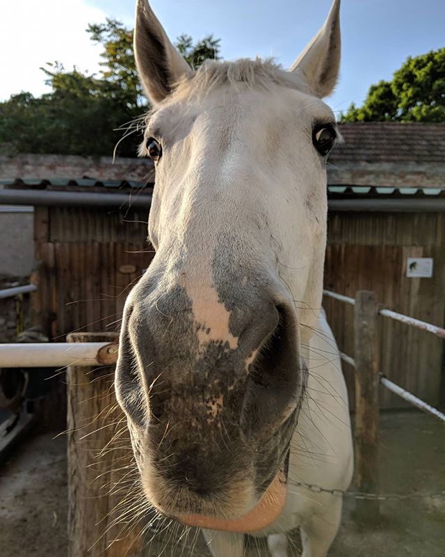 Stop horsing around #horse #pferde #pferdefotografie #bauernhof #pferdestall #pferdestars #horsefotography #horsecontent #austria #austrianinstagram #