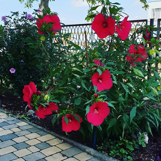 #flower #power #gartenblumen #niederösterreich #Österreich #austrianinstagram #hashtag #austria #loweraustria