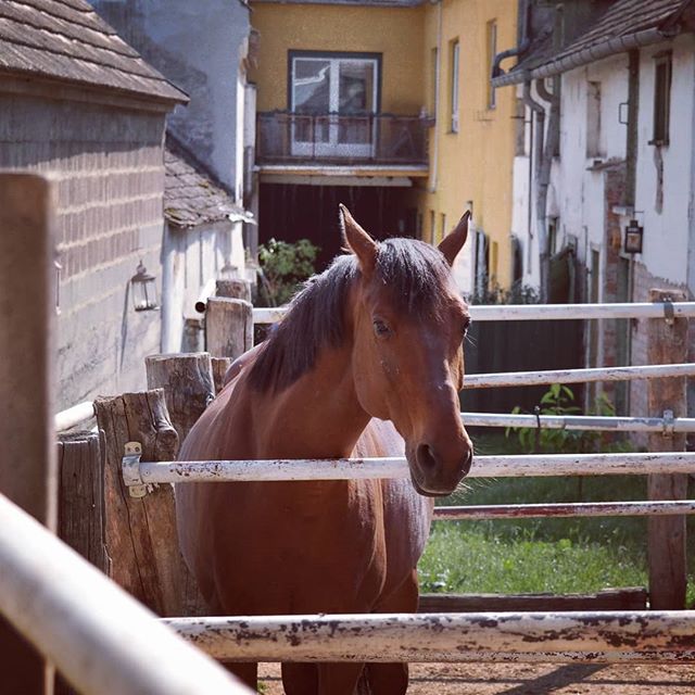 Mostly Daily #horsecontent #pferdefotografie #pferde #horsefotography #horse #instagramhorses #instagramhorse #austria #austrianinstagram #hashtags